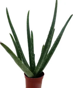 Aloe Vera Live Plant – 2.5 inch Pot – Indoor Succulent – Medicine Plant - Image 3