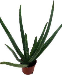 Aloe Vera Live Plant – 2.5 inch Pot – Indoor Succulent – Medicine Plant - Image 4