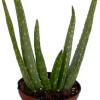 Aloe Vera Live Plant – 2.5 inch Pot – Indoor Succulent – Medicine Plant - Image 1