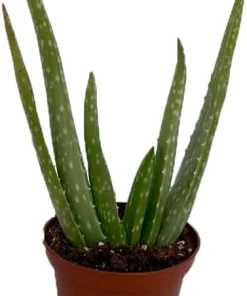Aloe Vera Live Plant – 2.5 inch Pot – Indoor Succulent – Medicine Plant - Image 1