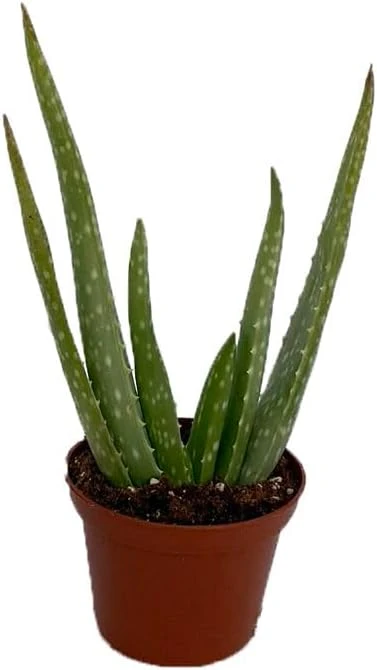 Aloe Vera Live Plant – 2.5 inch Pot – Indoor Succulent – Medicine Plant - Image 1