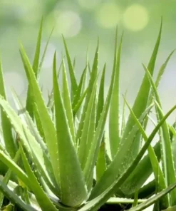 Aloe Vera Live Plant - Medicinal Succulent, 4 Inch Pot, Indoor/Outdoor - Image 2