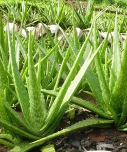 Aloe Vera Live Plant – Medicinal Succulent – 4 Inch Pot – Indoor/Outdoor - Image 2