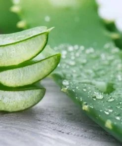 Aloe Vera Live Plant - Medicinal Succulent, 4 Inch Pot, Indoor/Outdoor - Image 3