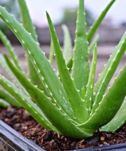 Aloe Vera Live Plant – Medicinal Succulent – 4 Inch Pot – Indoor/Outdoor - Image 3