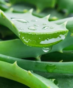 Aloe Vera Live Plant - Medicinal Succulent, 4 Inch Pot, Indoor/Outdoor - Image 4