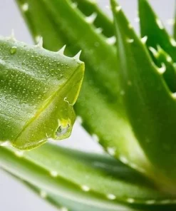 Aloe Vera Live Plant – Medicinal Succulent – 4 Inch Pot – Indoor/Outdoor - Image 4