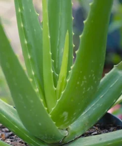 Aloe Vera Live Plant - Medicinal Succulent, 4 Inch Pot, Indoor/Outdoor - Image 5