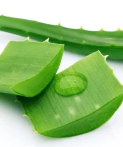 Aloe Vera Live Plant – Medicinal Succulent – 4 Inch Pot – Indoor/Outdoor - Image 5