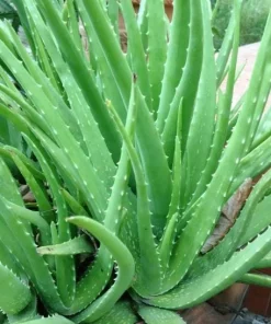 Aloe Vera Live Plant – Medicinal Succulent – 4 Inch Pot – Indoor/Outdoor - Image 6