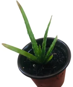 Aloe Vera Live Plant - Medicinal Succulent, 4 Inch Pot, Indoor/Outdoor - Image 7