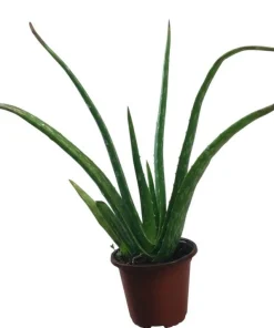 Aloe Vera Live Plant – Medicinal Succulent – 4 Inch Pot – Indoor/Outdoor - Image 7