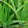 Aloe Vera Live Plant - Medicinal Succulent, 4 Inch Pot, Indoor/Outdoor - Image 1