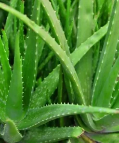Aloe Vera Live Plant - Medicinal Succulent, 4 Inch Pot, Indoor/Outdoor - Image 1