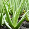 Aloe Vera Live Plant – Medicinal Succulent – 4 Inch Pot – Indoor/Outdoor - Image 1