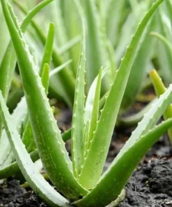 Aloe Vera Live Plant – Medicinal Succulent – 4 Inch Pot – Indoor/Outdoor - Image 1