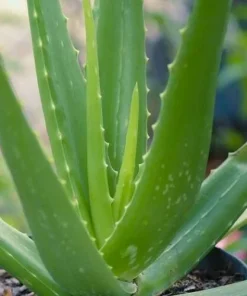Aloe Vera Live Plant Organic Rooted Succulent Pups, 5-10 in Tall, Indoor/Outdoor - Image 2