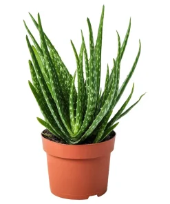 Aloe Vera Live Plant Organic Rooted Succulent Pups, 5-10 in Tall, Indoor/Outdoor - Image 3