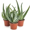 Aloe Vera Live Plant Organic Rooted Succulent Pups, 5-10 in Tall, Indoor/Outdoor - Image 1