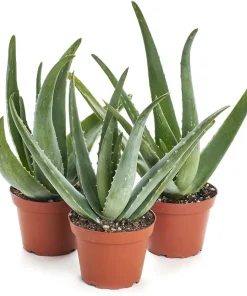 Aloe Vera Live Plant Organic Rooted Succulent Pups, 5-10 in Tall, Indoor/Outdoor - Image 1