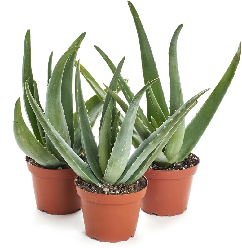 Aloe Vera Live Plant Organic Rooted Succulent Pups, 5-10 in Tall, Indoor/Outdoor - Image 1