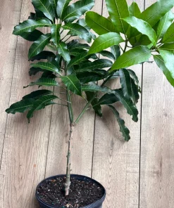 Alphonso mango Tree, Manguifera, grafted in 3 gallons pot, No Ship to HI - Image 2