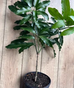 Alphonso mango Tree, Manguifera, grafted in 3 gallons pot, No Ship to HI - Image 5