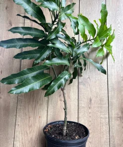 Alphonso mango Tree, Manguifera, grafted in 3 gallons pot, No Ship to HI - Image 6