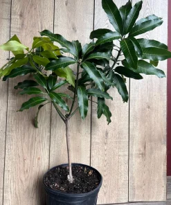 Alphonso mango Tree, Manguifera, grafted in 3 gallons pot, No Ship to HI - Image 7