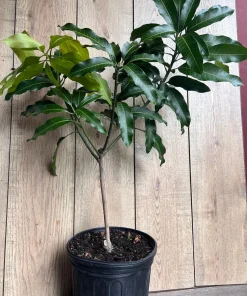 Alphonso mango Tree, Manguifera, grafted in 3 gallons pot, No Ship to HI - Image 8