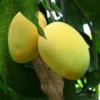 Alphonso mango Tree, Manguifera, grafted in 3 gallons pot, No Ship to HI - Image 1