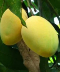 Alphonso mango Tree, Manguifera, grafted in 3 gallons pot, No Ship to HI - Image 1