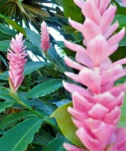 Alpinia Purpurata Arabic Ginger Rhizome - Fast Grow Flower Plant Root 4oz - Image 2