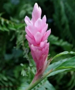 Alpinia Purpurata Arabic Ginger Rhizome - Fast Grow Flower Plant Root 4oz - Image 1