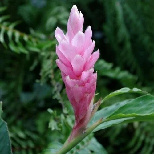 Alpinia Purpurata Arabic Ginger Rhizome - Fast Grow Flower Plant Root 4oz - Image 1