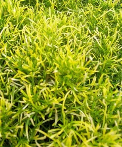 Alternanthera Gold Threads Live Plant - Easy Houseplant 2.5