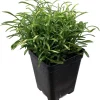 Alternanthera Gold Threads Live Plant - Easy Houseplant 2.5" Pot Indoor/Outdoor - Image 1
