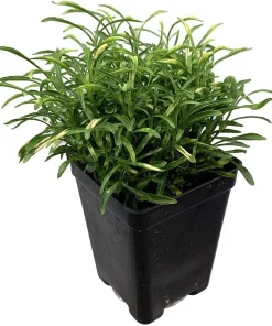 Alternanthera Gold Threads Live Plant - Easy Houseplant 2.5