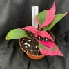 Alternanthera Party Time Live Plant – Colorful Foliage – 3 inch Pot - Image 1