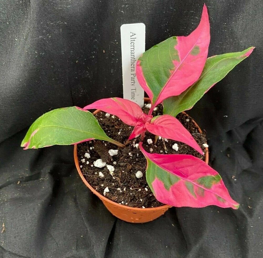 Alternanthera Party Time Live Plant – Colorful Foliage – 3 inch Pot - Image 1