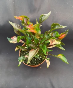 Alternanthera Ruby Slippers Live Plant – 3 inch Pot – Full Sun Foliage - Image 2