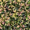 Alternanthera Ruby Slippers Live Plant – 3 inch Pot – Full Sun Foliage - Image 1