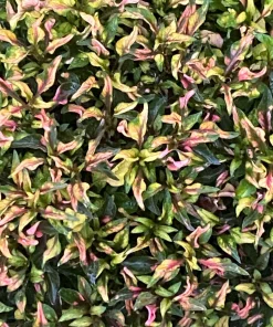 Alternanthera Ruby Slippers Live Plant – 3 inch Pot – Full Sun Foliage - Image 1