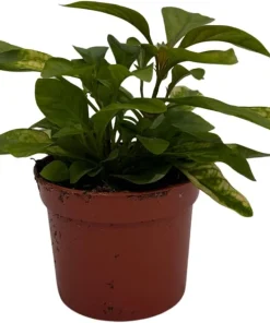 Alternanthera St. Joseph's Coat Live Plant – Easy Houseplant – 2.5" Pot - Image 2