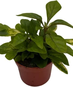 Alternanthera St. Joseph's Coat Live Plant – Easy Houseplant – 2.5