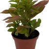 Alternanthera St. Joseph's Coat Live Plant – Easy Houseplant – 2.5" Pot - Image 1