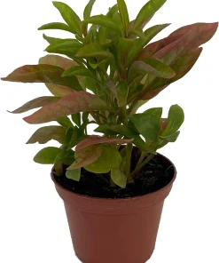 Alternanthera St. Joseph's Coat Live Plant – Easy Houseplant – 2.5