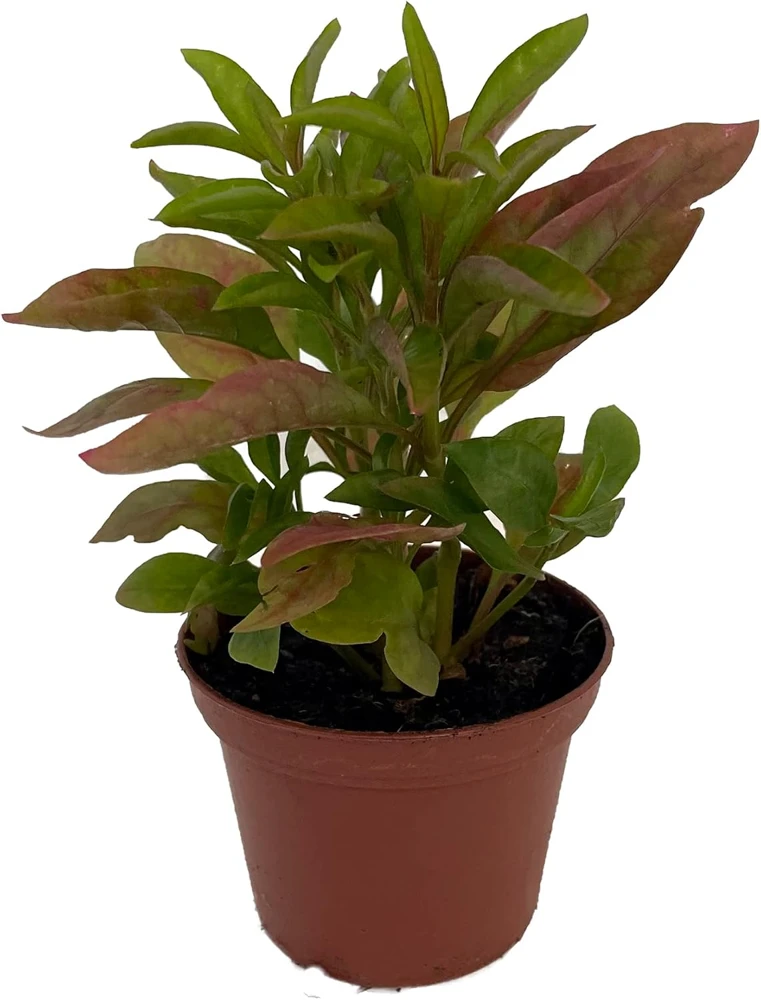 Alternanthera St. Joseph's Coat Live Plant – Easy Houseplant – 2.5" Pot - Image 1