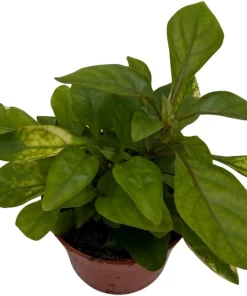 Alternanthera St. Joseph's Coat Live Plant – Easy Houseplant – 2.5