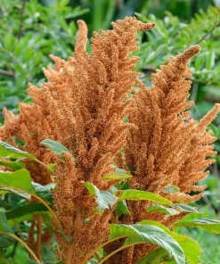Amaranthus 'Hot Biscuits' Seeds - 500+ Flower Seeds for Garden - Image 2